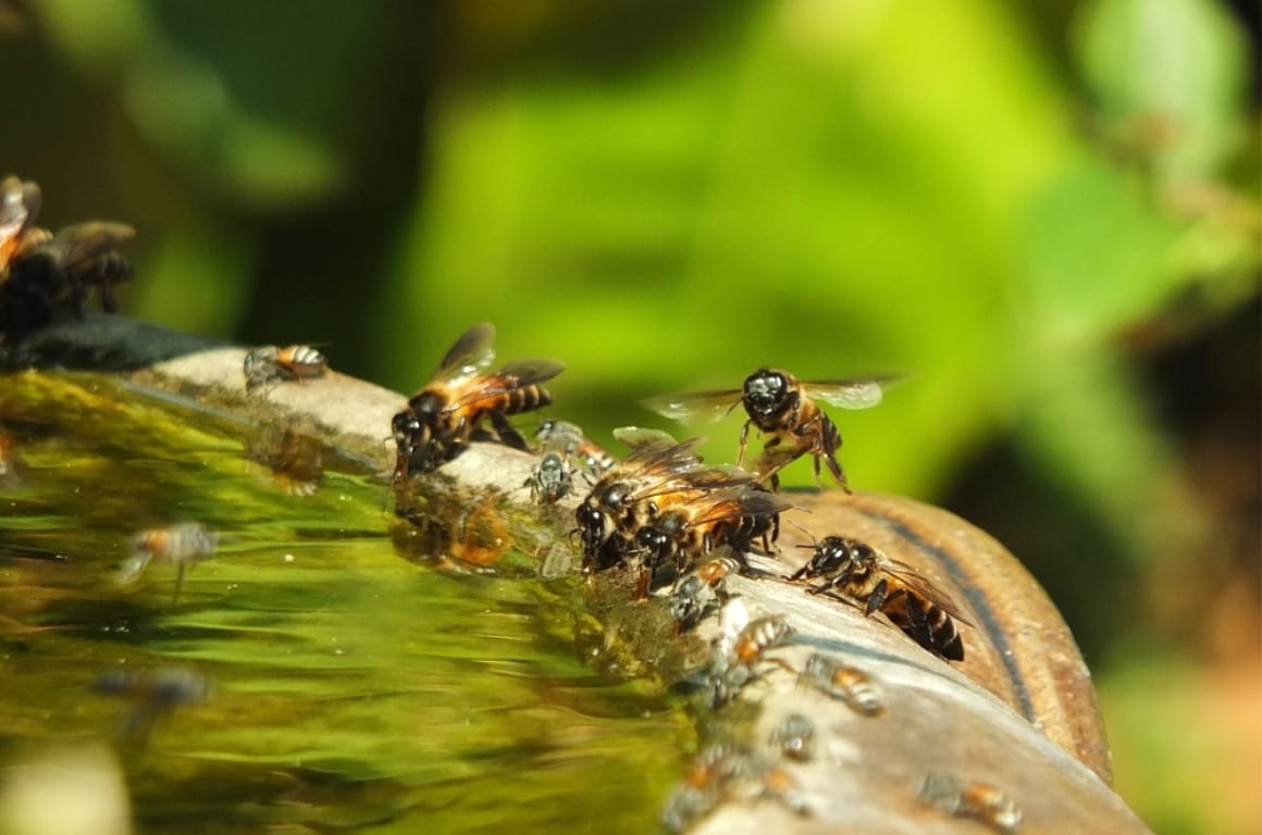 Bees gathering at the edge of some water.