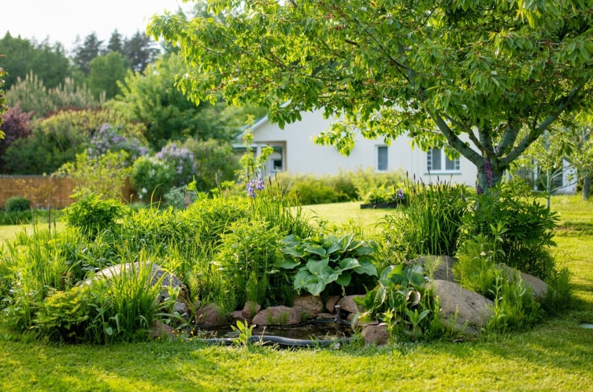 A health, biodiverse garden with a pond.