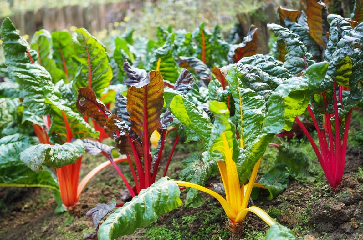 colourful rainbow chard