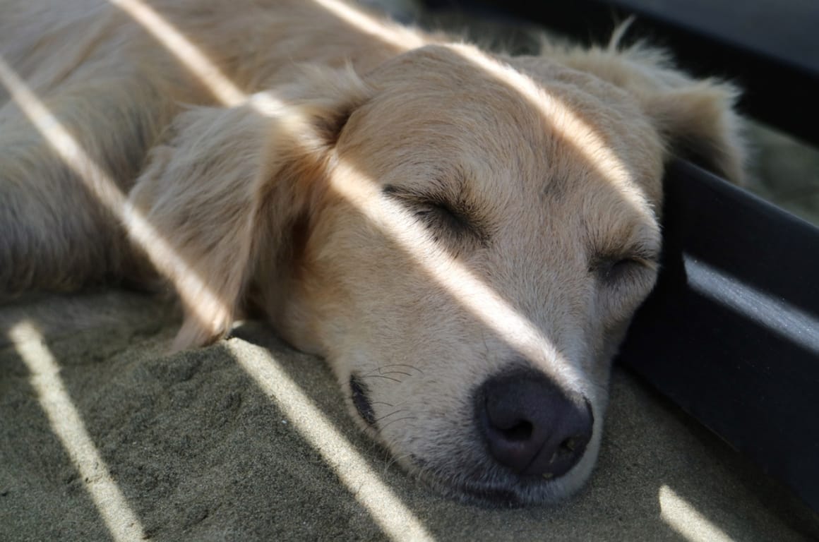 A dog resting in the a garden beneath some shade