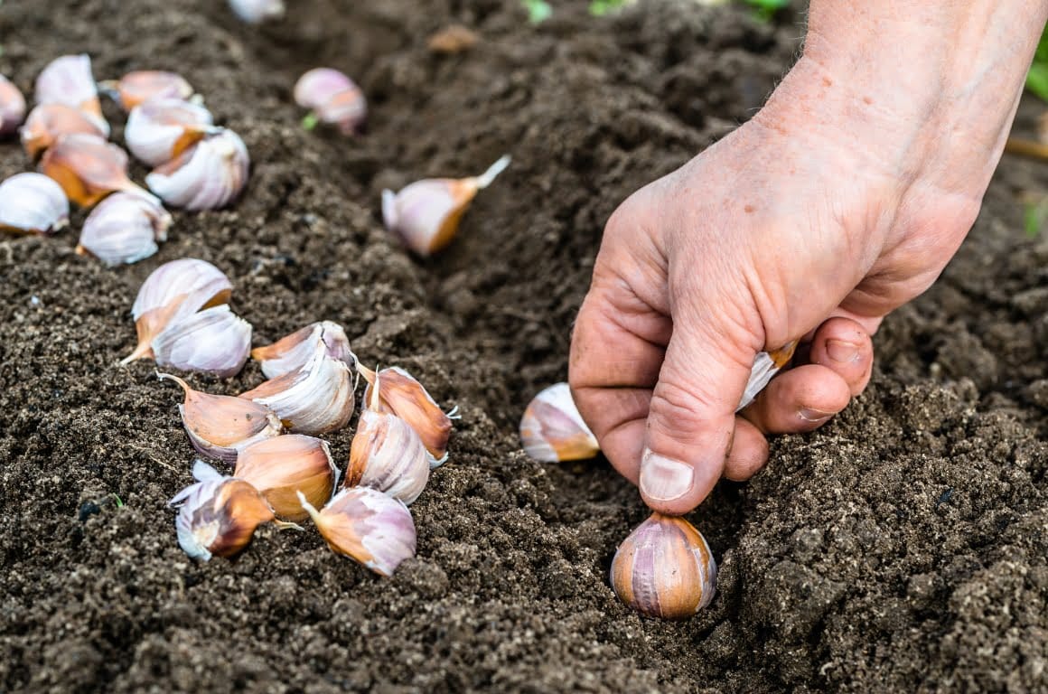 Garlic being used as a companion plant