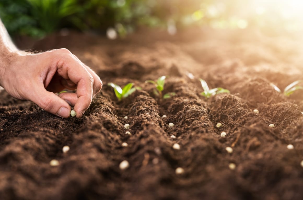 A person planting heirloom and hybrid plant seeds