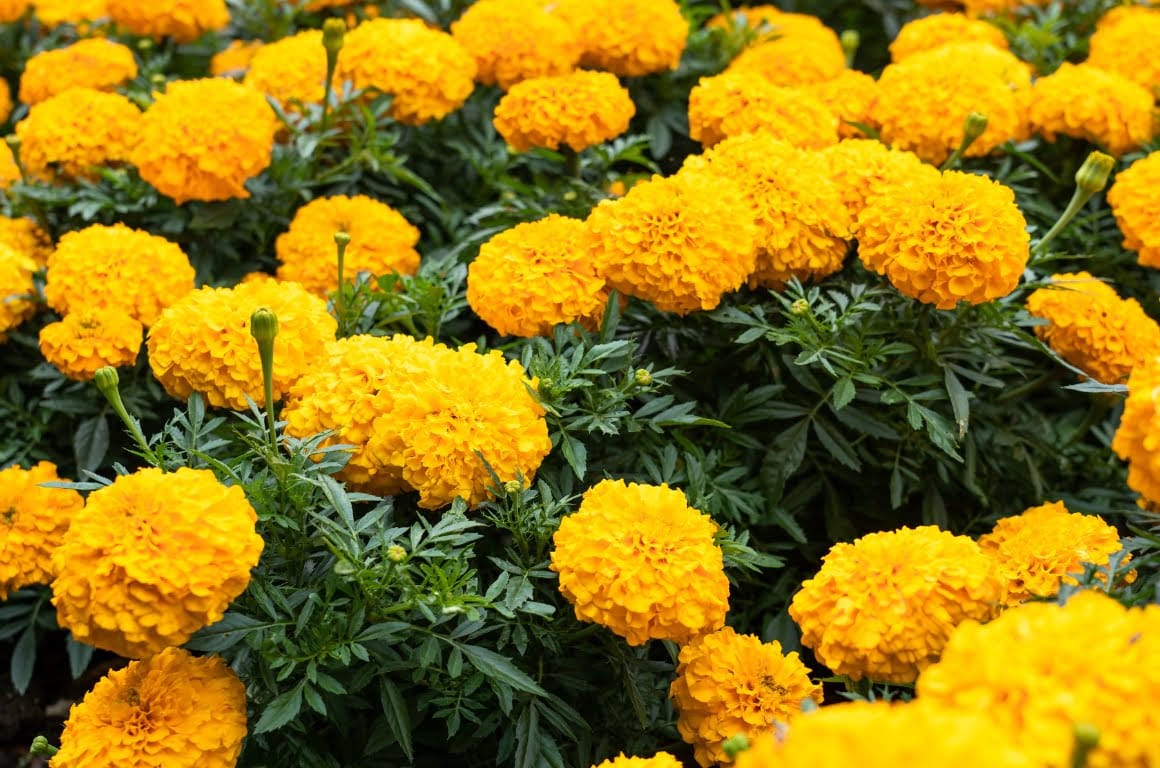 Marigolds being used as companion plants