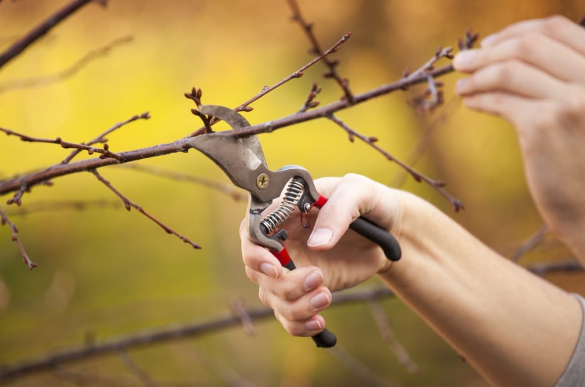 Person pruning a tree