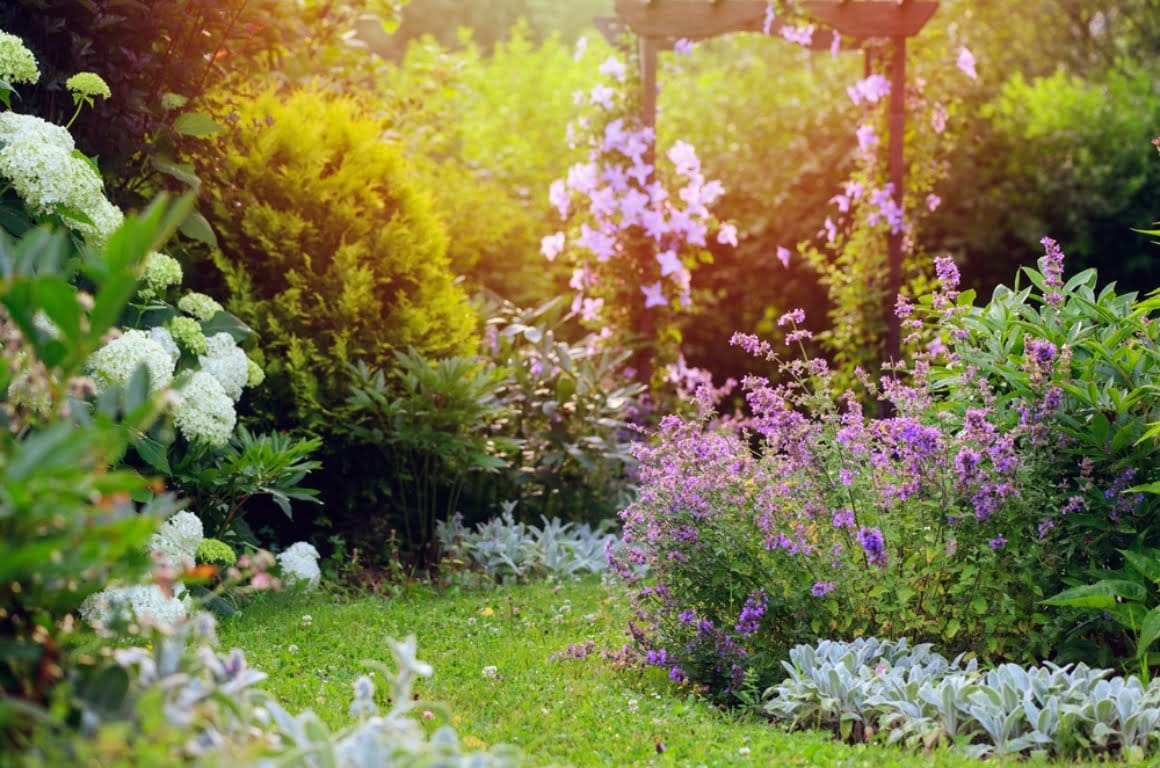 A rewilded garden