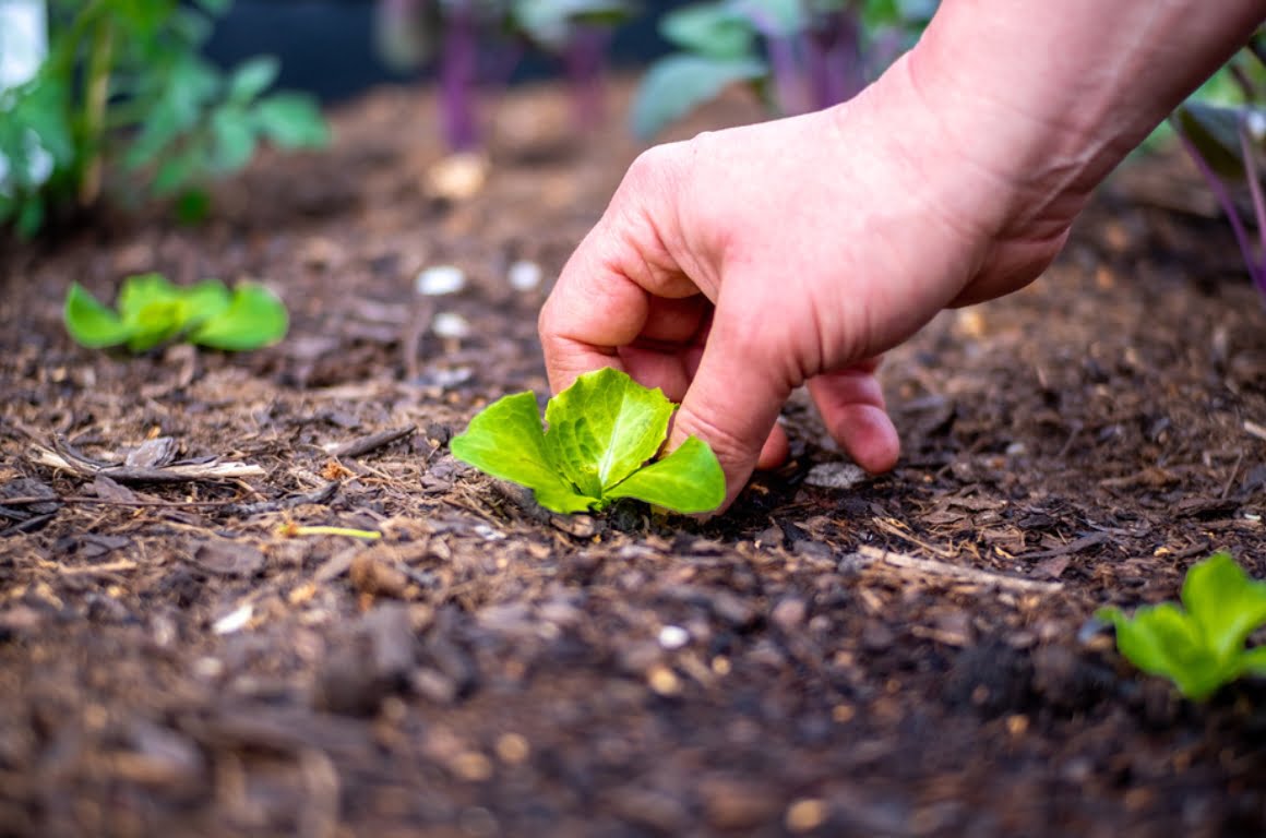 A hand planting a small plant in some summer soil