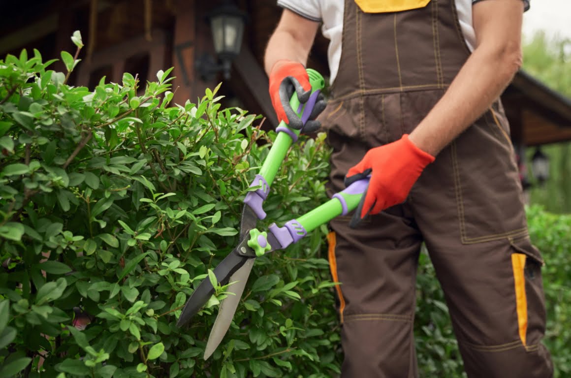 A person in dungarees pruning a shrub