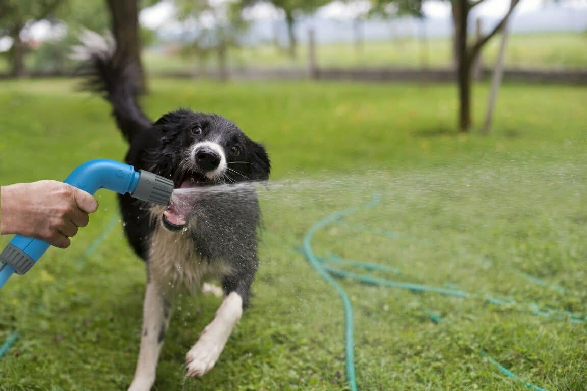 A dog playing with someone using a Qwickhose starter set spray nozzle