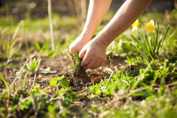 De-weeding a summer garden